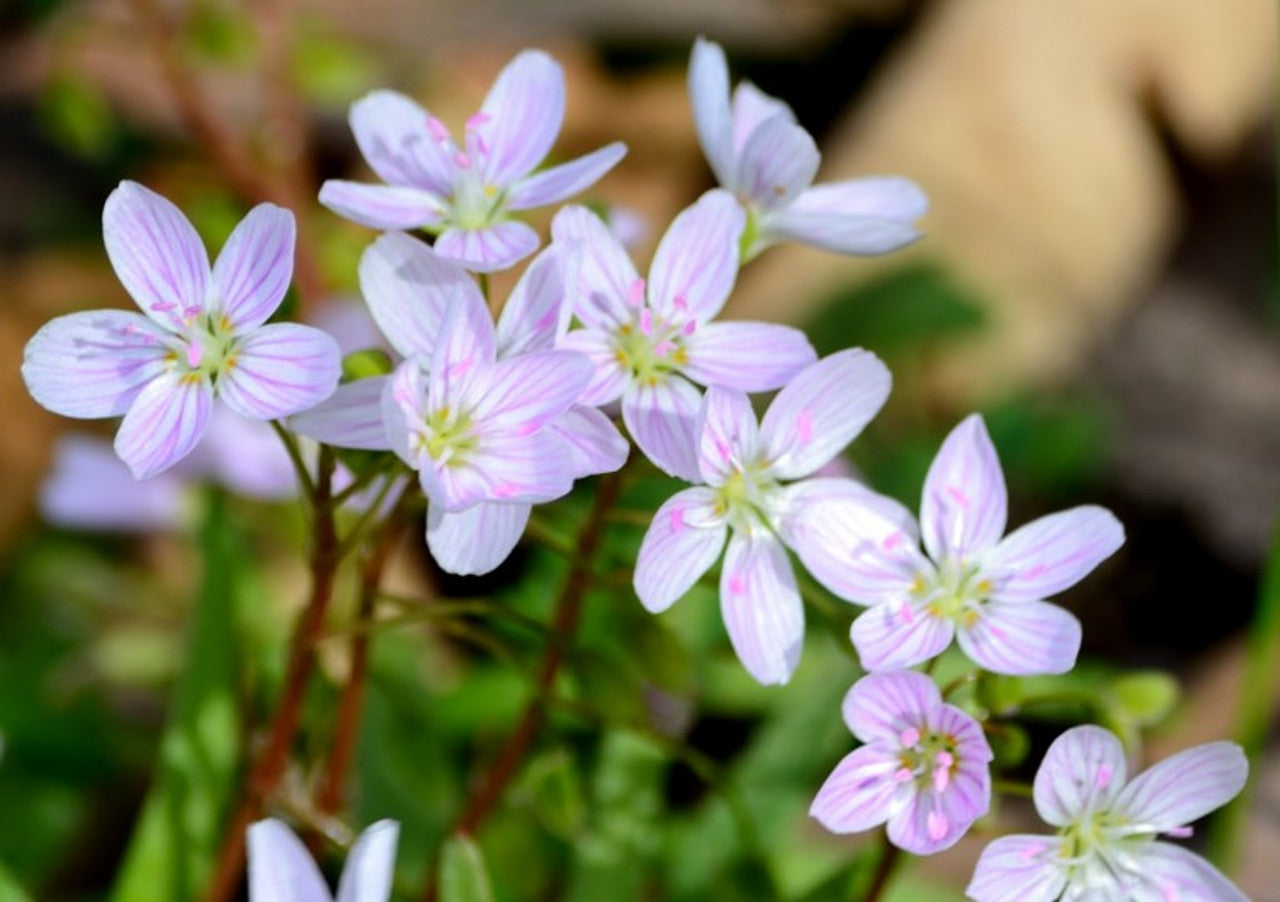 Native wildflower Claytonia virginica grown from Virginia Spring Beauty seeds