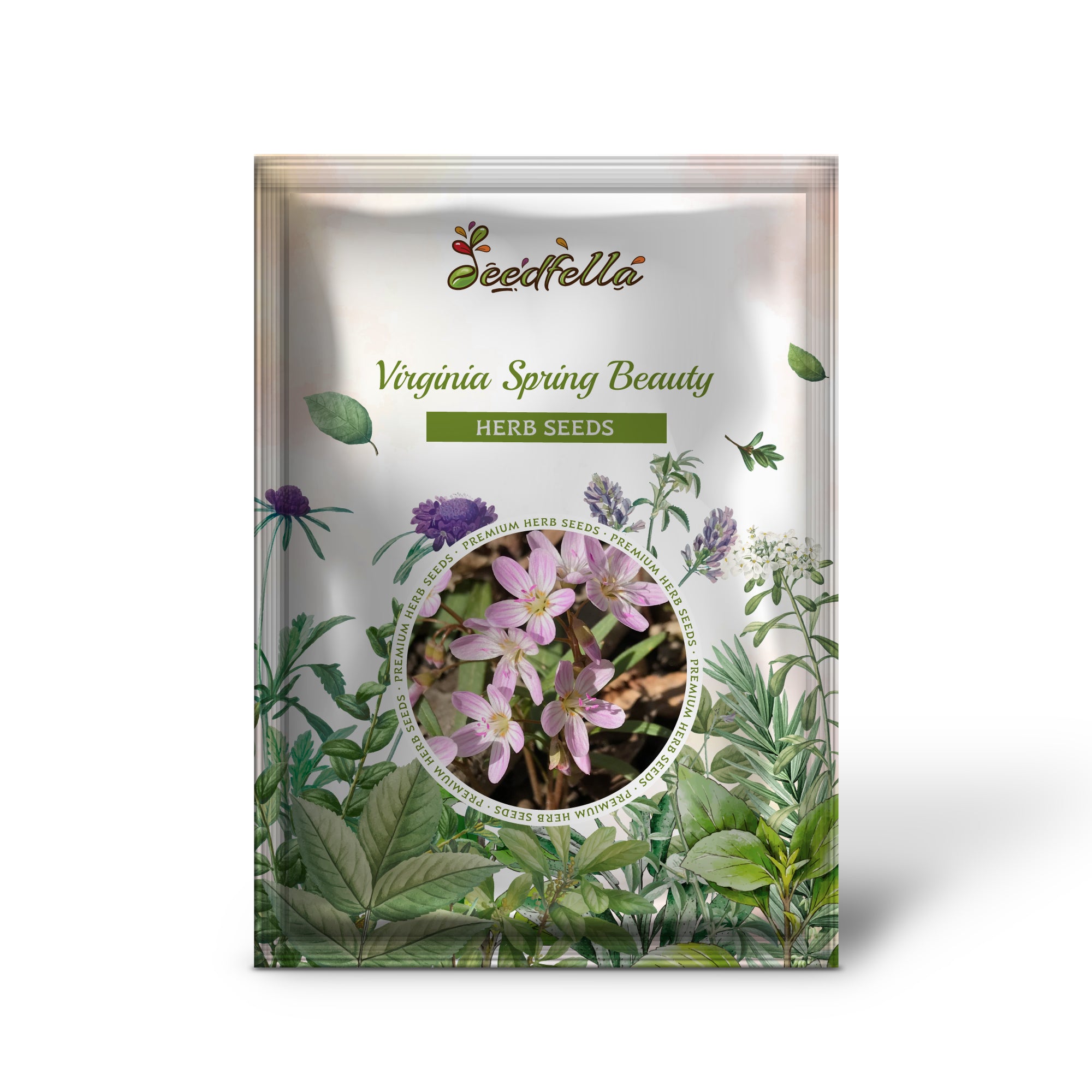 Pink-striped Virginia Spring Beauty flowers grown from seeds