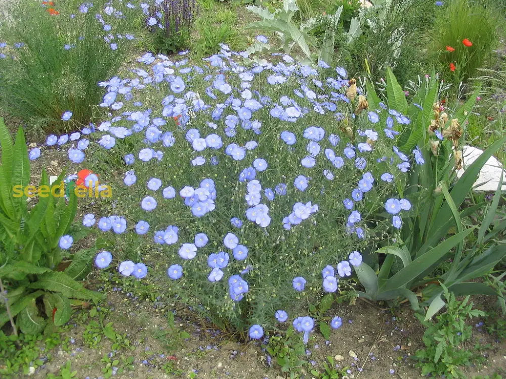 Viscaria Blue Flower Seeds For Planting