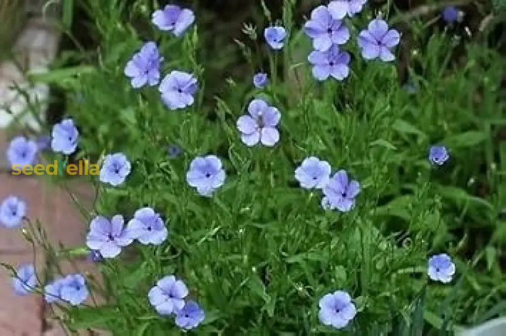 Viscaria Blue Flower Seeds For Planting