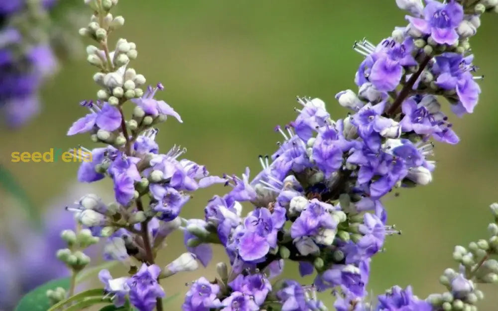 Vitex Agnus-Castus Plant Seeds For Thriving Herbal Shrub  Ideal Planting Gardens Yards Or