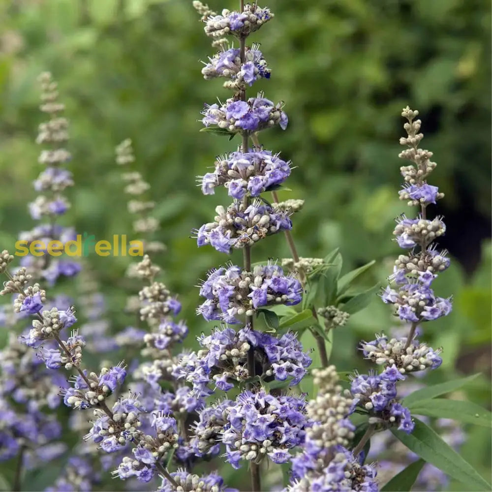 Vitex Agnus-Castus Plant Seeds For Thriving Herbal Shrub  Ideal Planting Gardens Yards Or