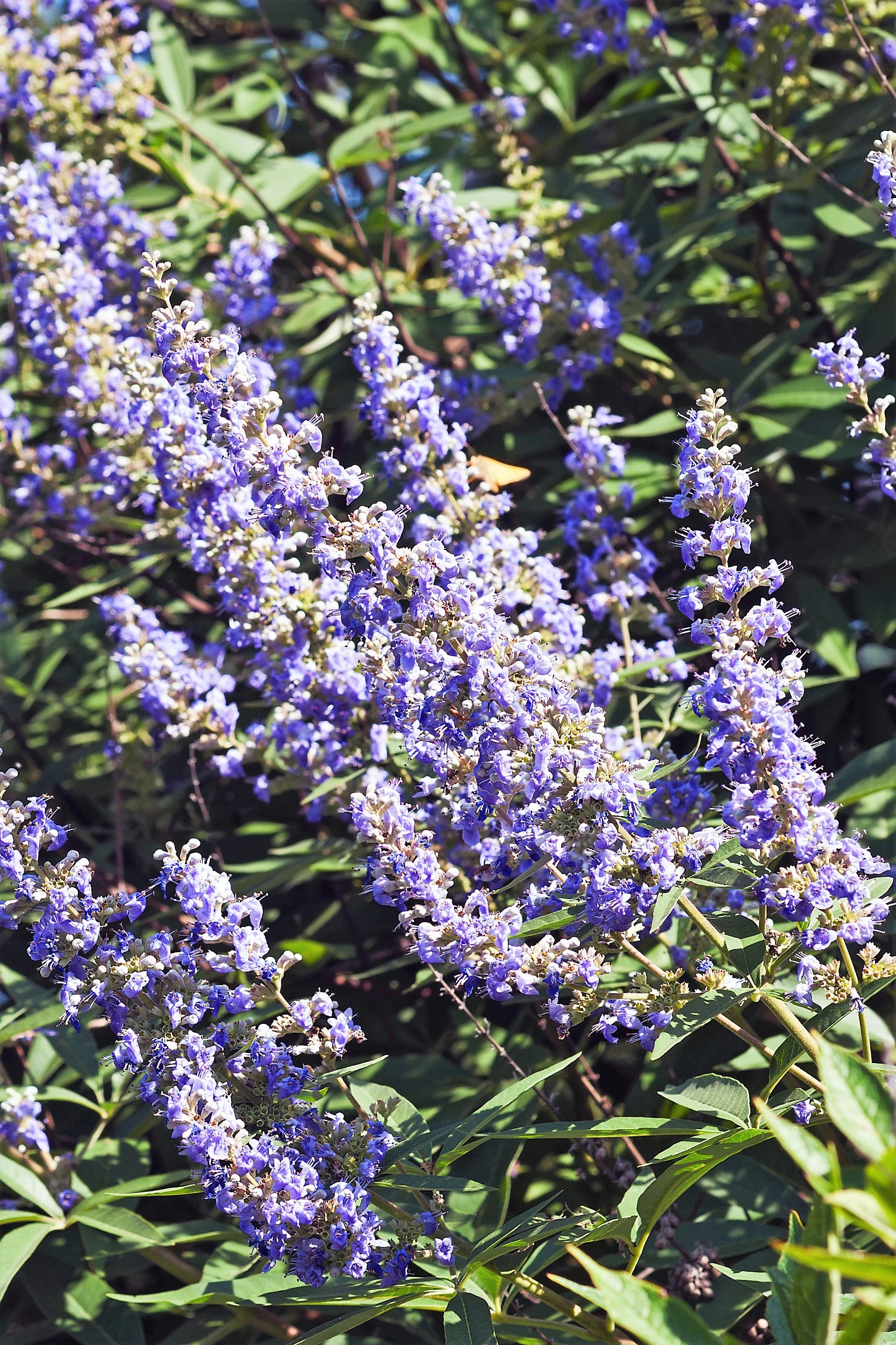 Chaste Tree growing in full sun garden landscape