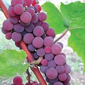 Catawba grapevine growing on trellis