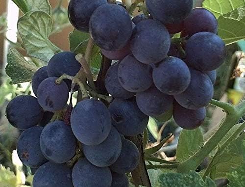 Concord grape vine growing on trellis