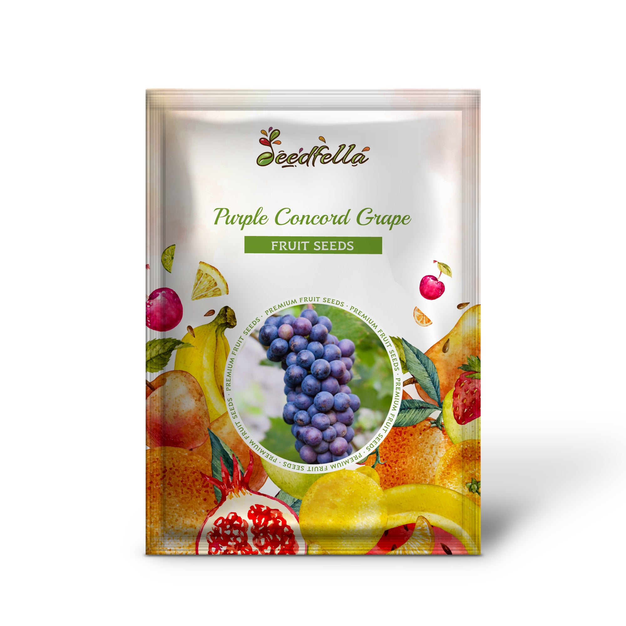 Young Vitis labrusca grapevine growing from seed