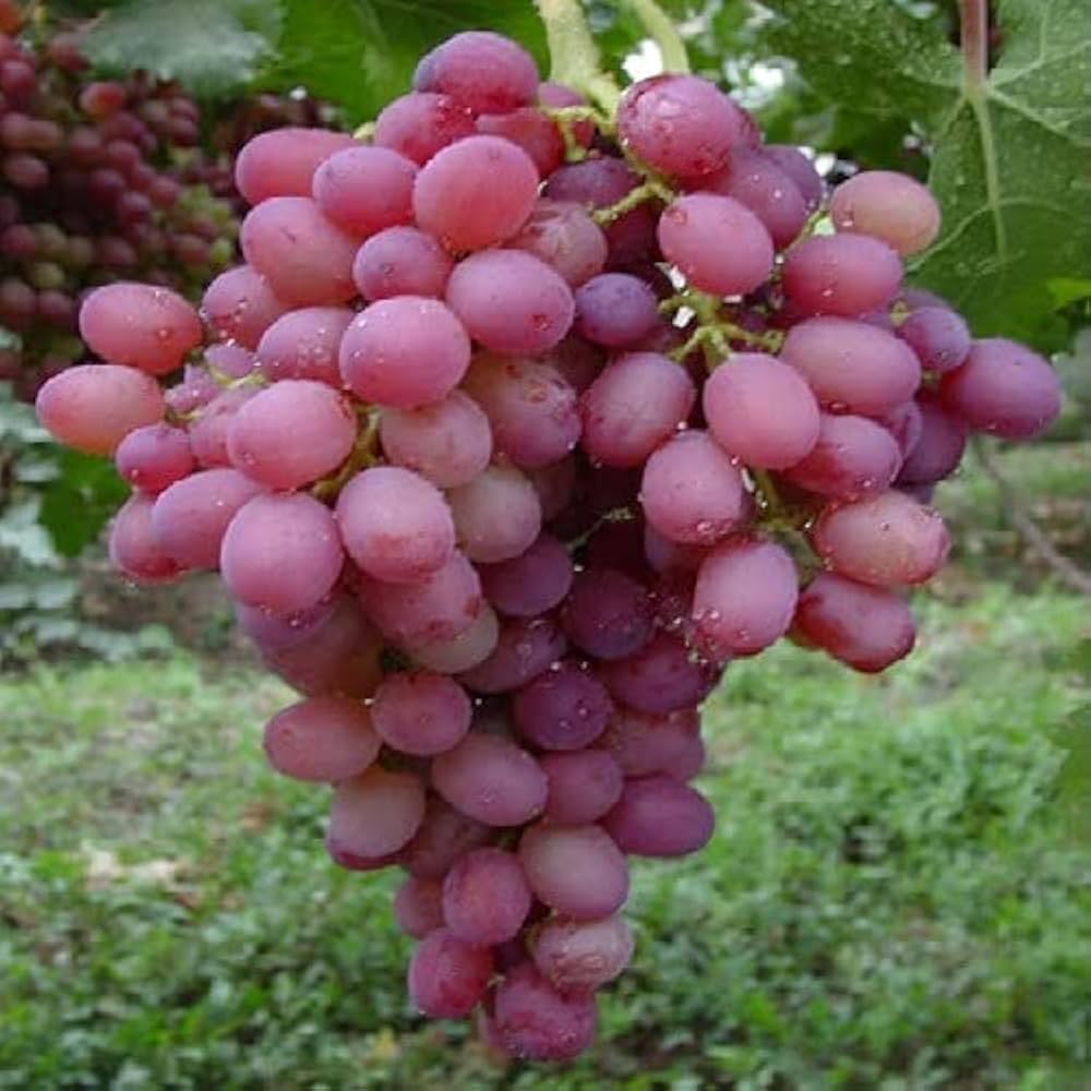 Vitis vinifera grape seeds for planting red grape vines