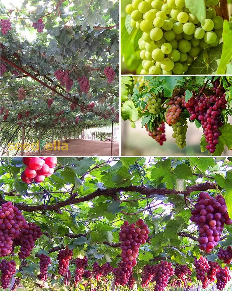 Vitis Vinifera Mixed Variety Grape Seeds