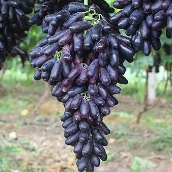 Black Finger Grape vine with green foliage