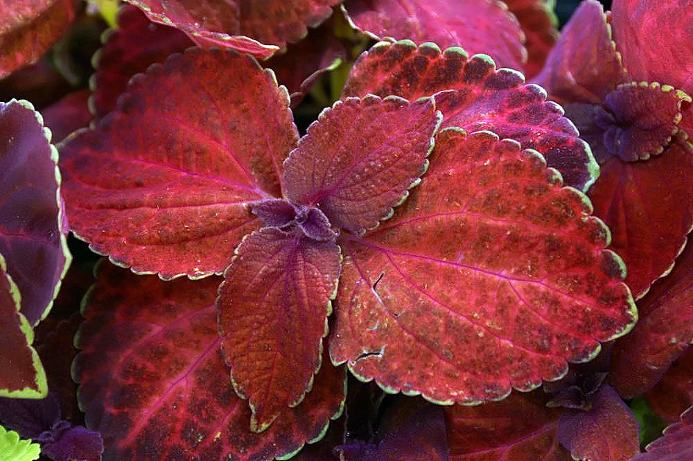 Coleus Volcano Flower seeds for beautiful plants