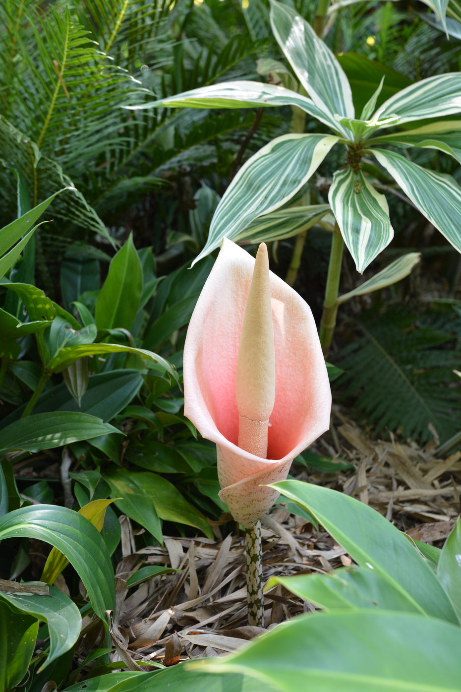 Voodoo Lily plants growing in a shaded tropical garden