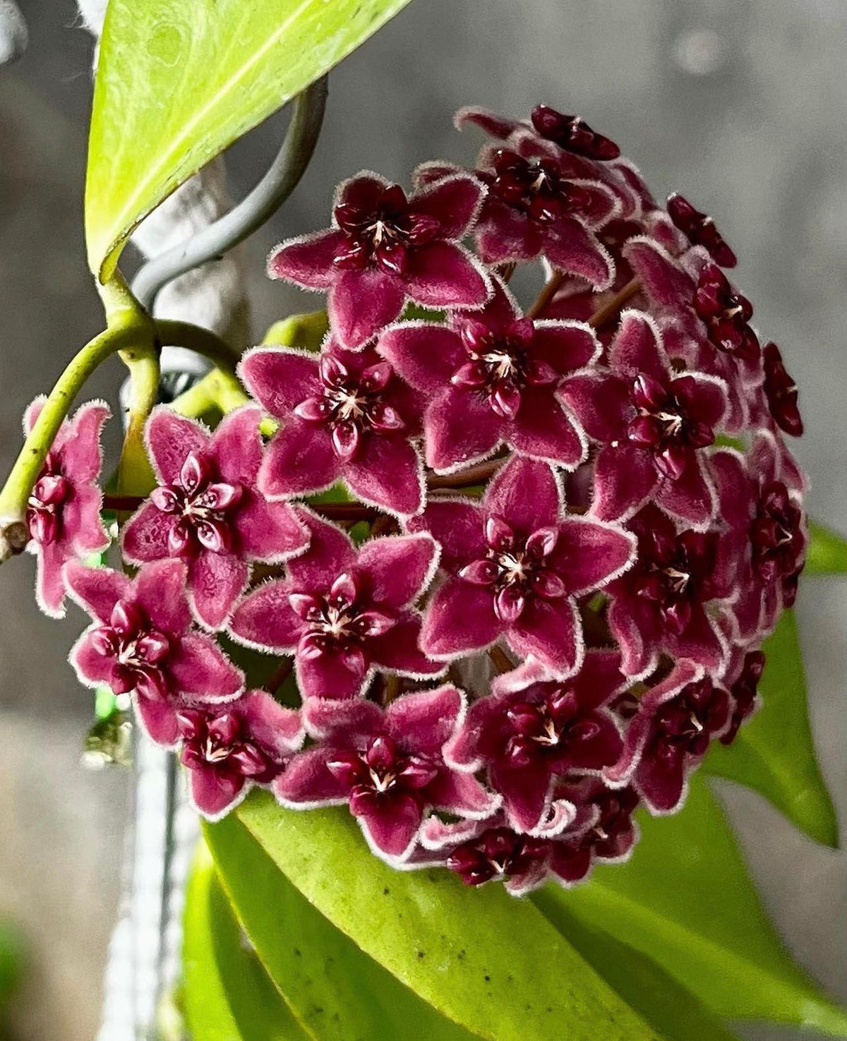 Red Carnosa Flower Seeds Flower seeds for Planting Wildflower Mix Heirloom & GMO Free Seeds for Home Garden 
 
 Sale for planting in home garden