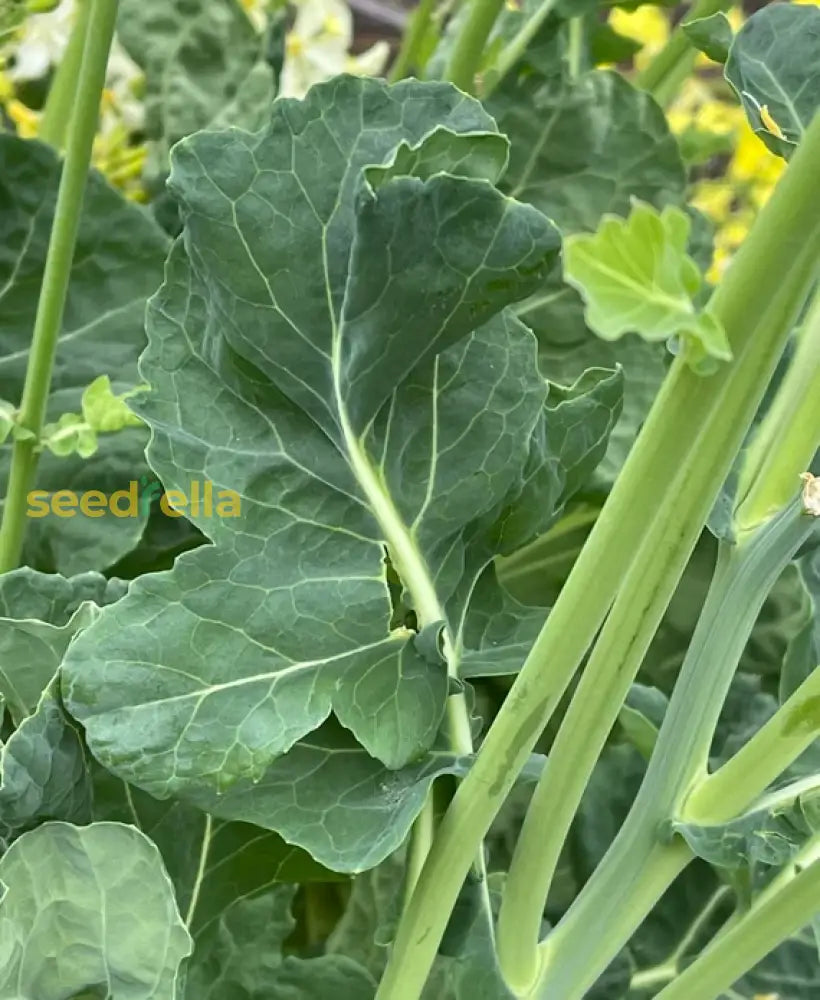 Walking Stick Kale textured leaves on central stalk