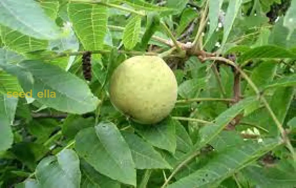 Young Walnut Seedlings Growing in Garden