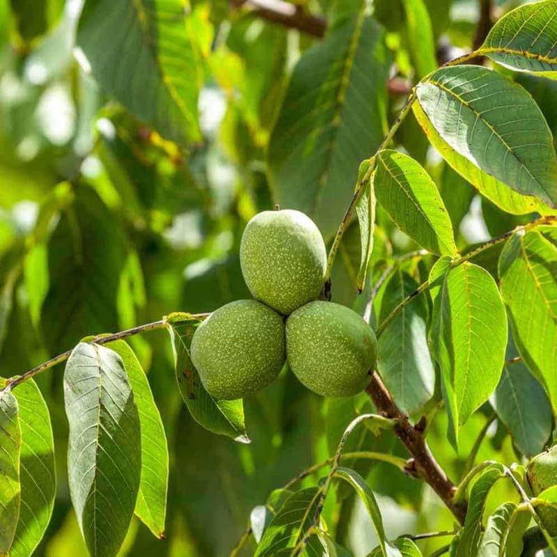 Walnut velvet seeds showing velvety green leaves and branching tree structure