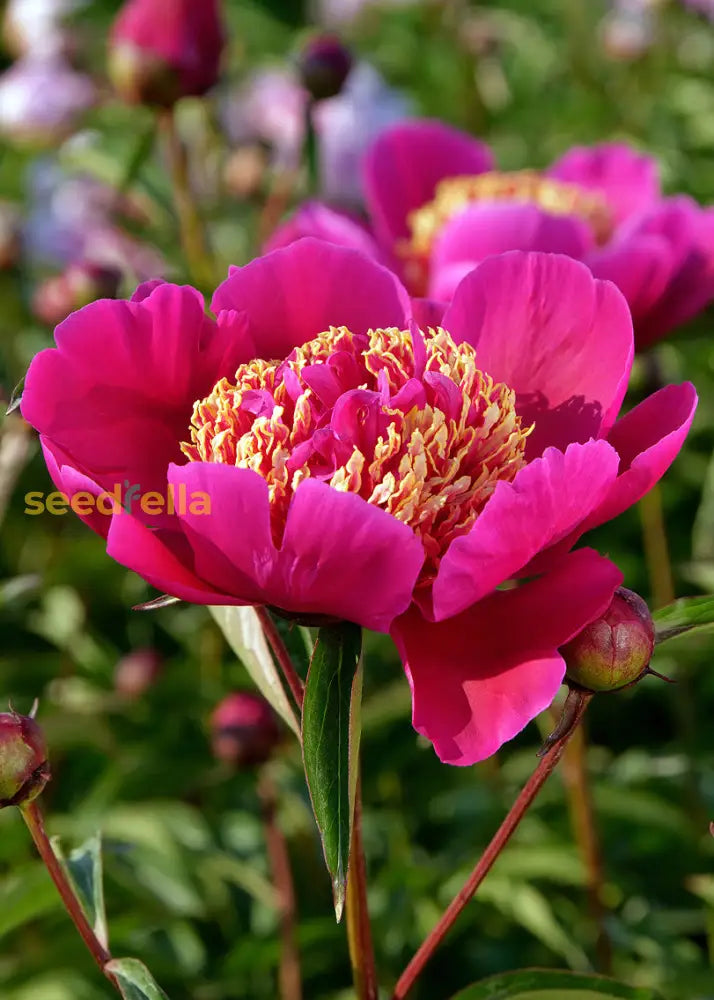 Walter Mains Flower Seeds For Planting - Add Vibrant Pink & Yellow Blooms To Your Garden