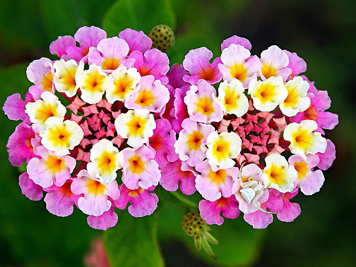 Wandelrose flower seeds for vibrant garden blooms
