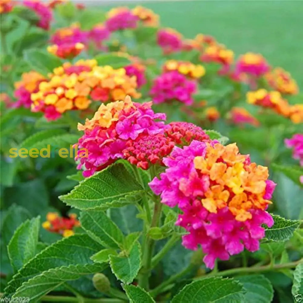 Wandelrose flower seeds for planting bright garden blooms