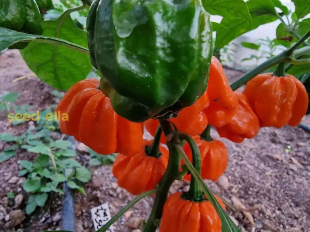 Warm season Bahamian planting seeds