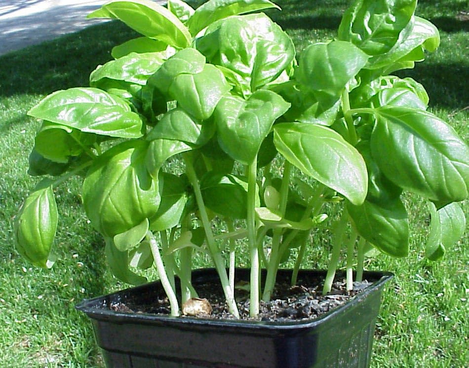 Warm season basil growing guide