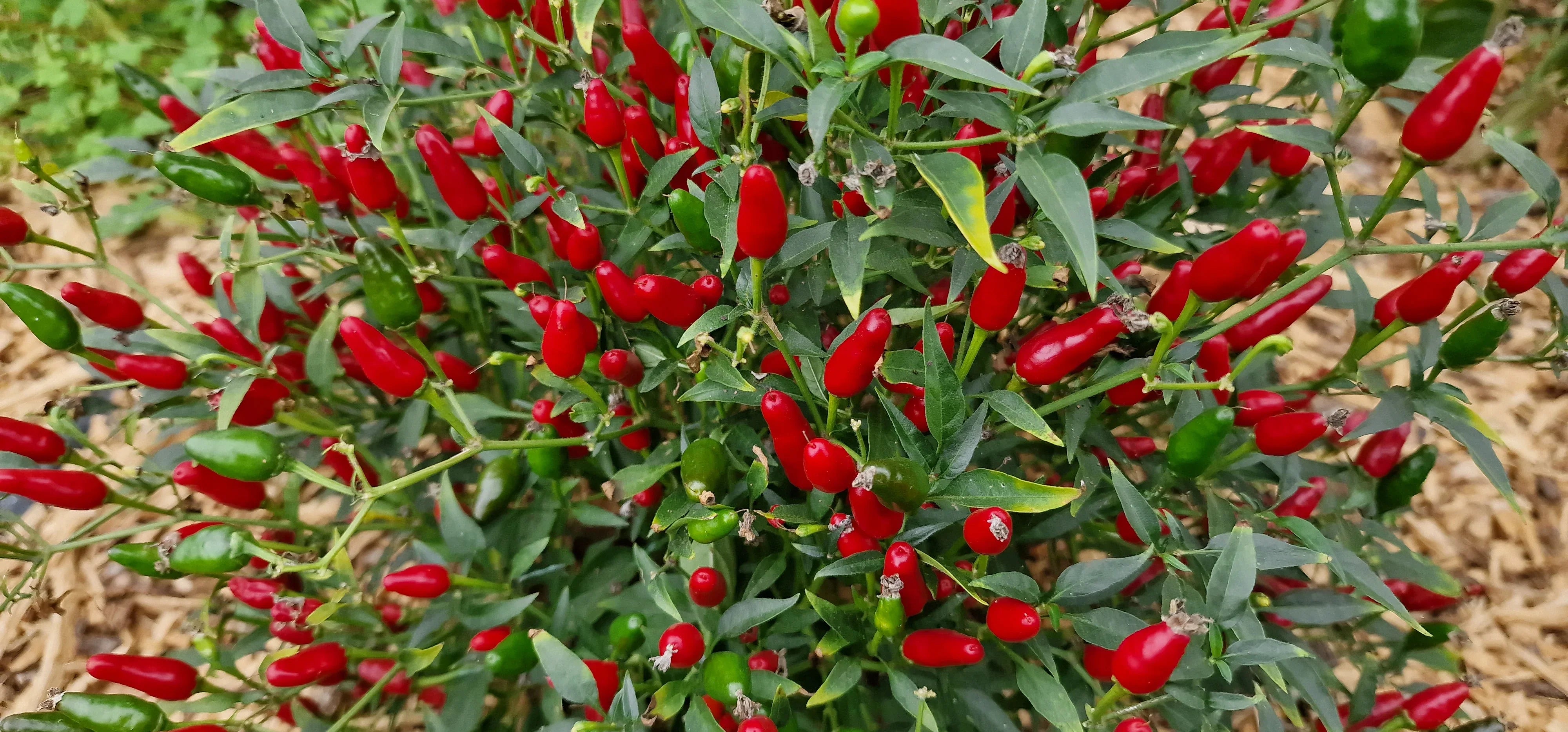 Warm season Thai Hot Pepper seeds planting guide