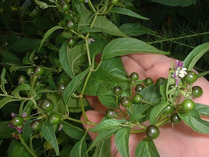 Warm season Ulupica pepper seeds planting guide