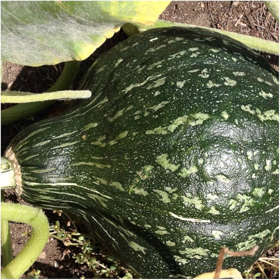 Warted Hubbard winter squash growing in garden