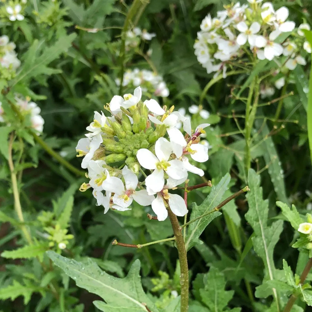 White Wasabi Diplotaxis flowers in bloom