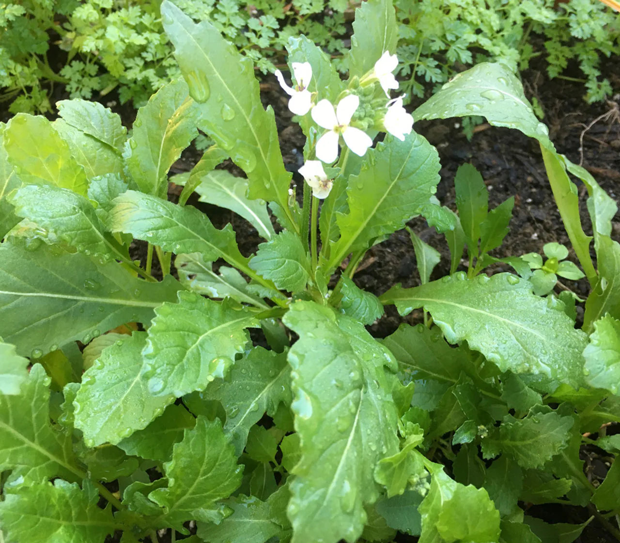 White Wasabi Diplotaxis plants growing in garden beds