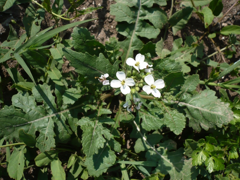 White Wasabi Diplotaxis plant with green leaves