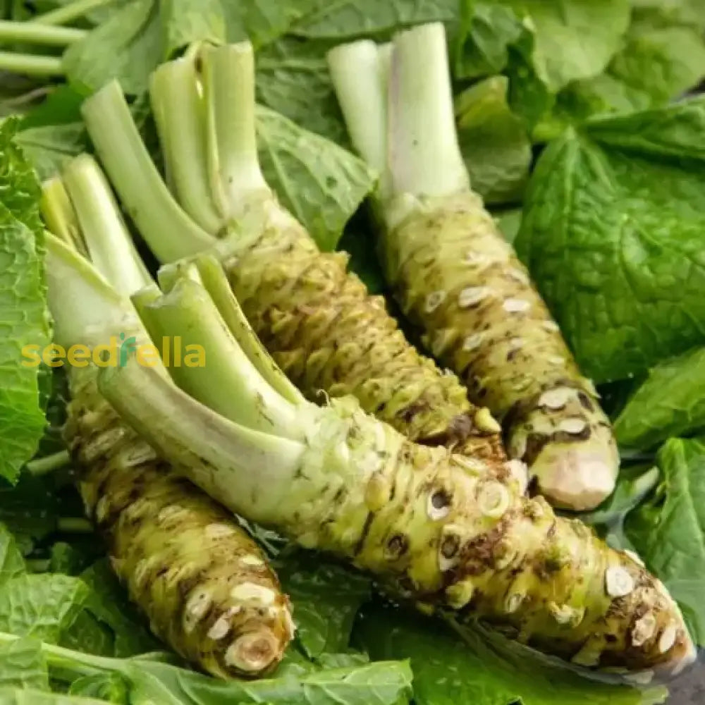 Wasabi Vegetable Seeds For Planting Seeds