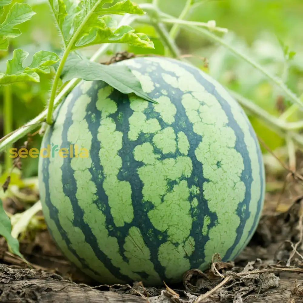 Wassermelone Fruit Seeds For Planting - Grow Your Own Juicy Watermelons