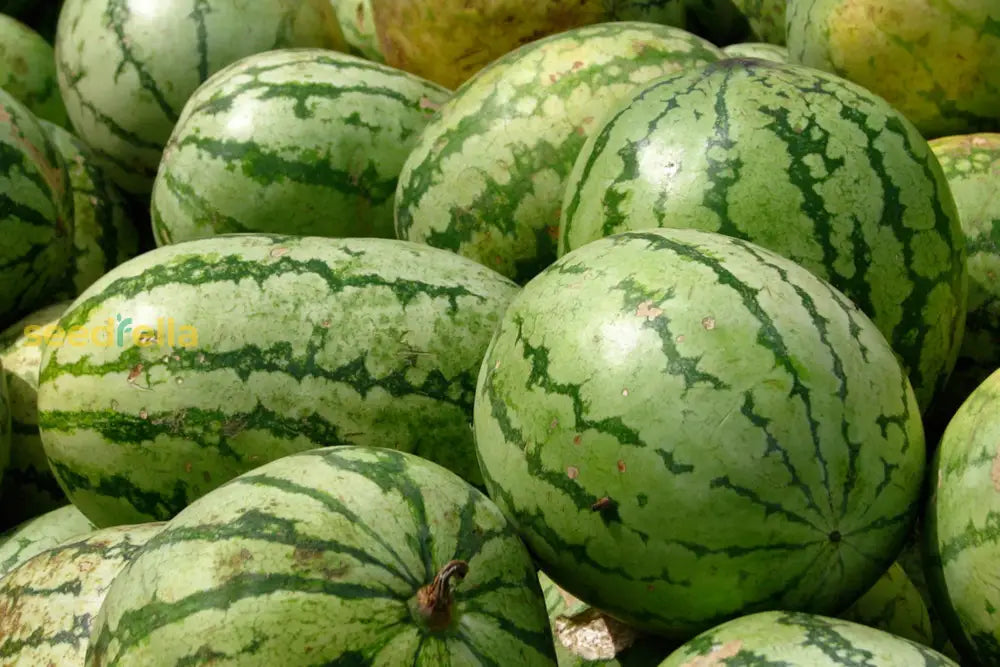 Wassermelone Fruit Seeds For Planting - Grow Your Own Juicy Watermelons