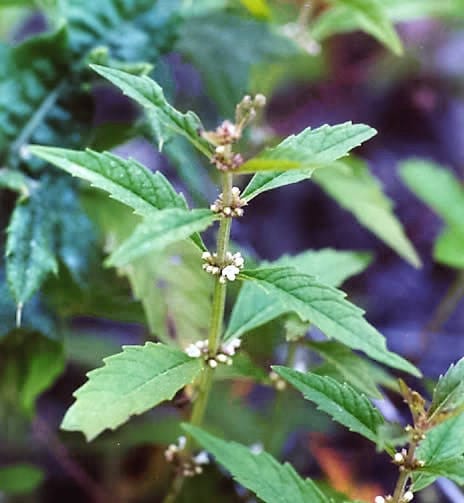Water Horehound seeds Lycopus americanus producing native American Bugleweed plants