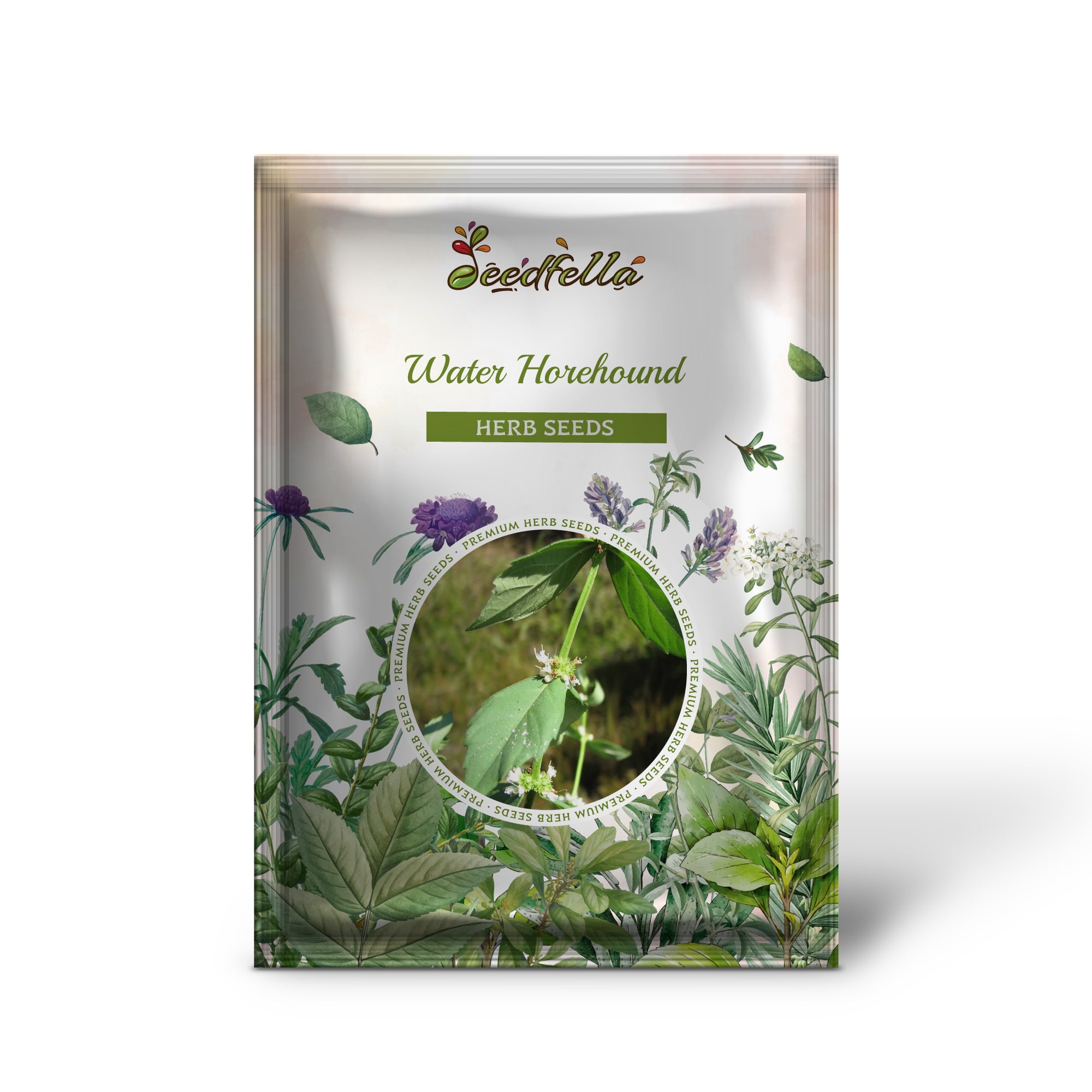 Wetland Water Horehound plants grown from non-GMO seeds