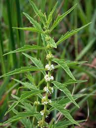 White flowers from Water Horehound seeds in moist garden areas