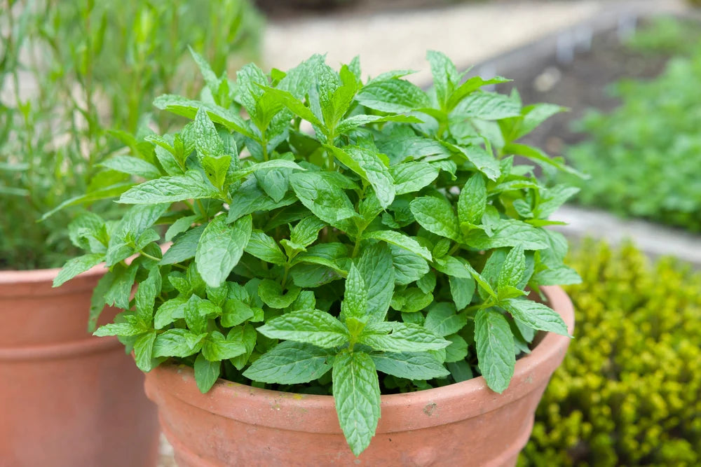 Water Mint seed germination and planting guide