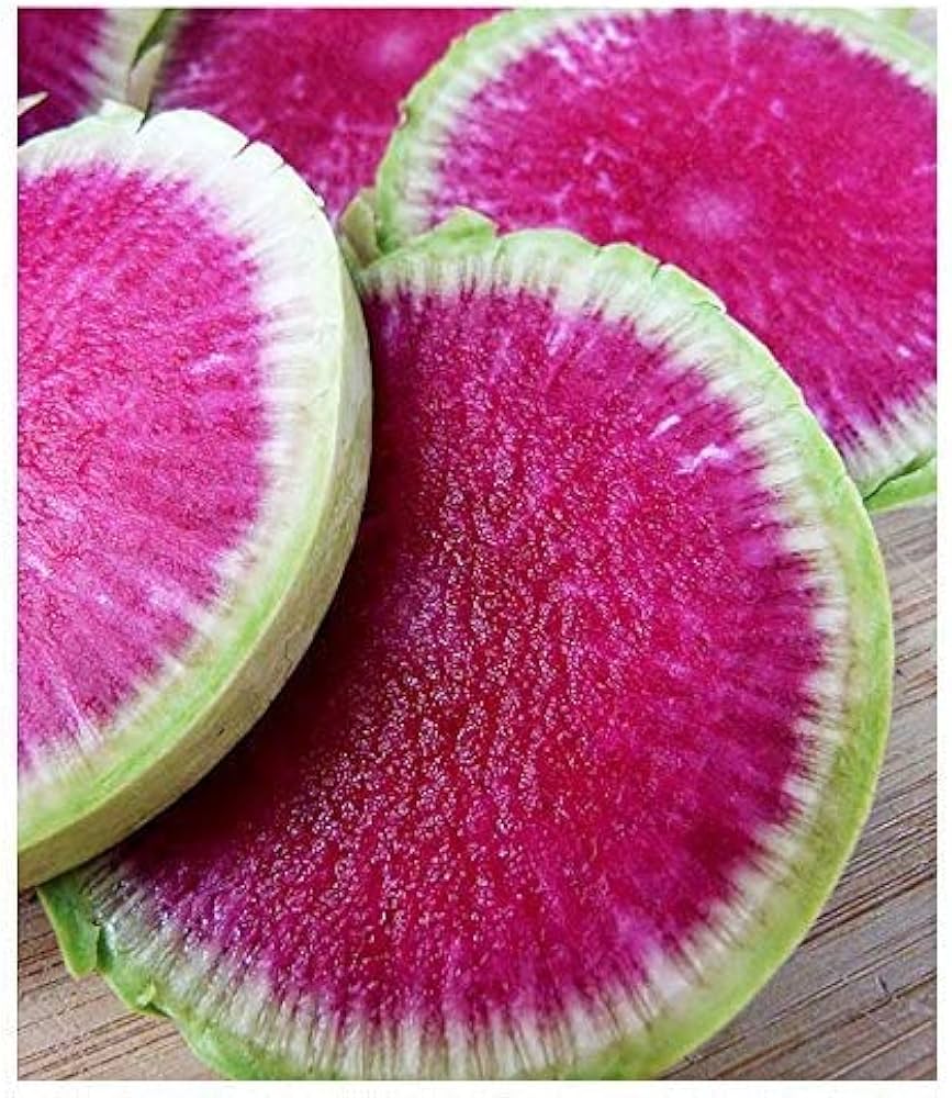 Freshly harvested Watermelon Radishes from garden