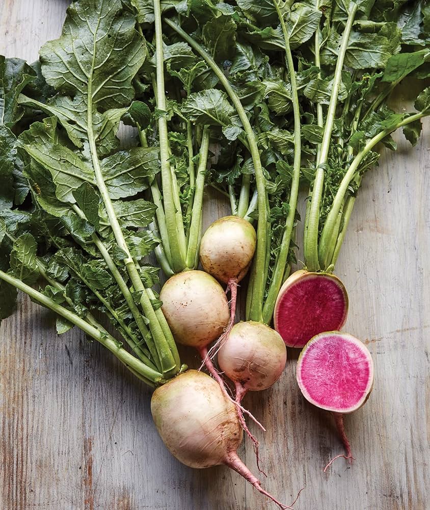 Mature Watermelon Radish plants in garden or raised bed