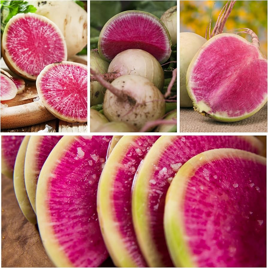 Watermelon Radish seeds (Raphanus sativus) for vegetable patch and salad bed planting