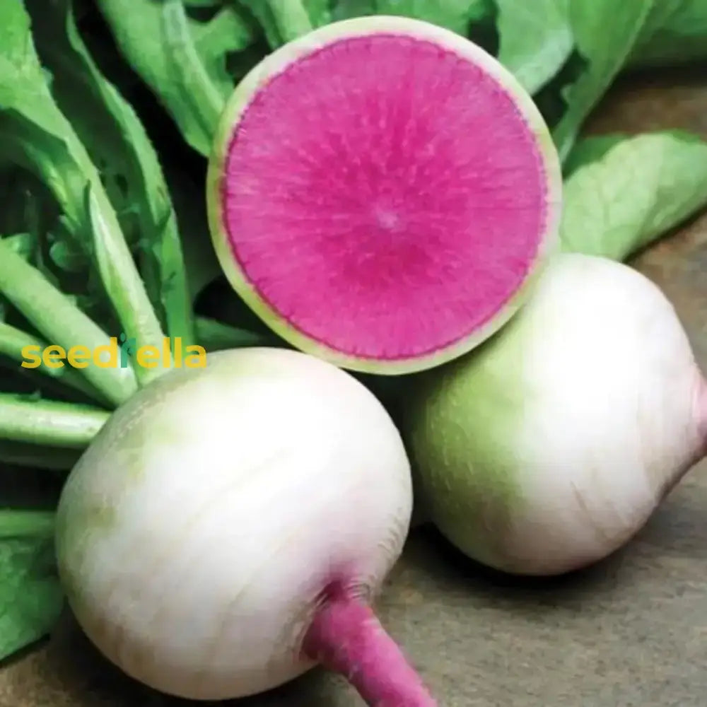 Watermelon Radish Vegetable Seeds For Planting Seeds