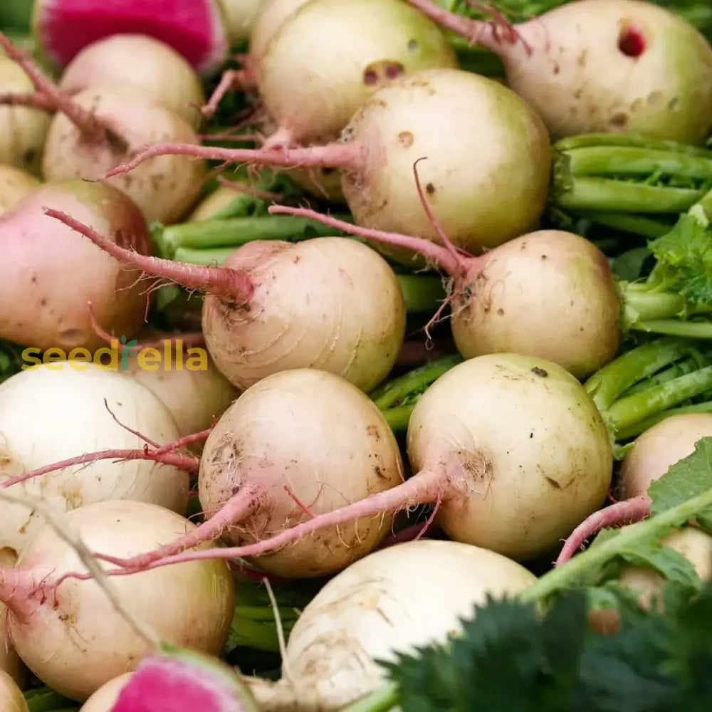 Watermelon Radish Vegetable Seeds For Planting Seeds