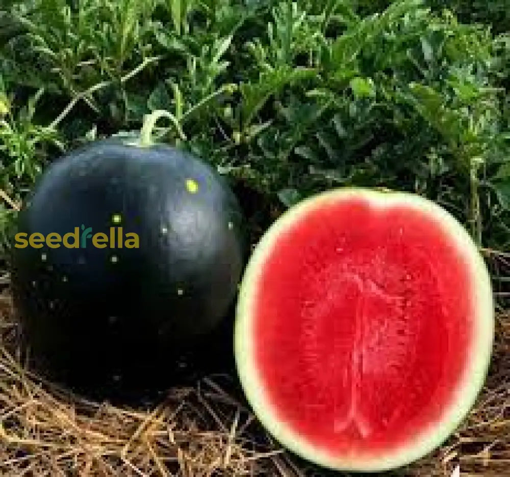 Watermelon Red Gray Seeds: Grow Your Own Delicious Fruit Seeds