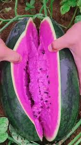 Pink watermelon seedlings germination and planting guide