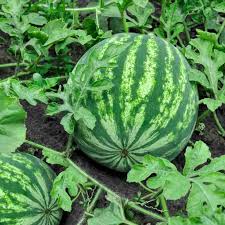Watermelon seedlings sprouting in warm soil
