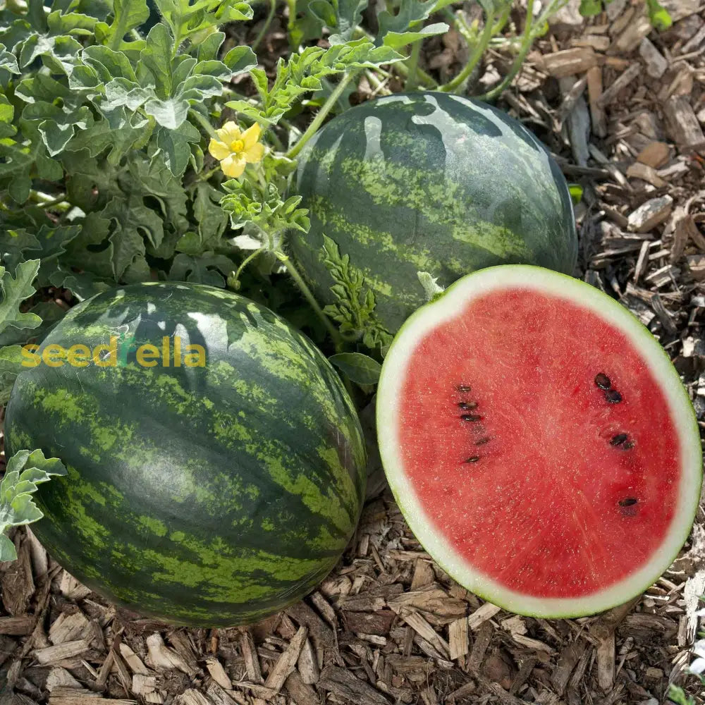 high quality seeds for growing a variety of fresh and juicy fruits including apples mangoes grapes watermelons papayas and citrus fruits suitable for home gardens farms and diverse climates