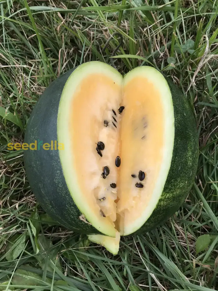 Healthy Watermelon Vines in Home Garden