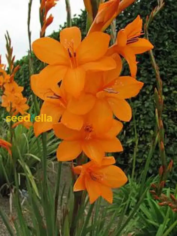 Watsonia Pillansii Bugle Lily Seeds For Planting - Premium Perennial Flower Your Garden