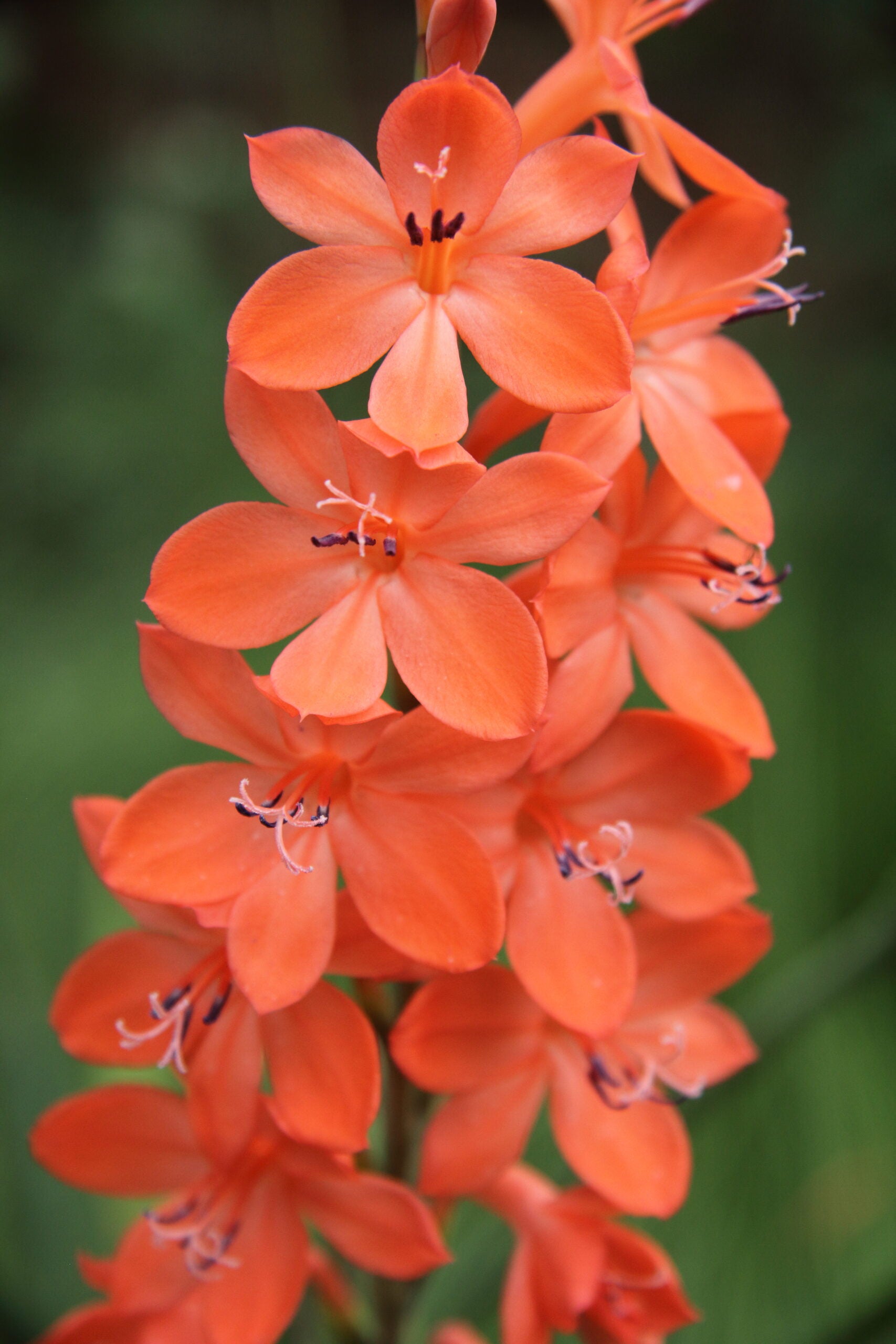 Watsonia pillansii Bugle Lily seeds for planting