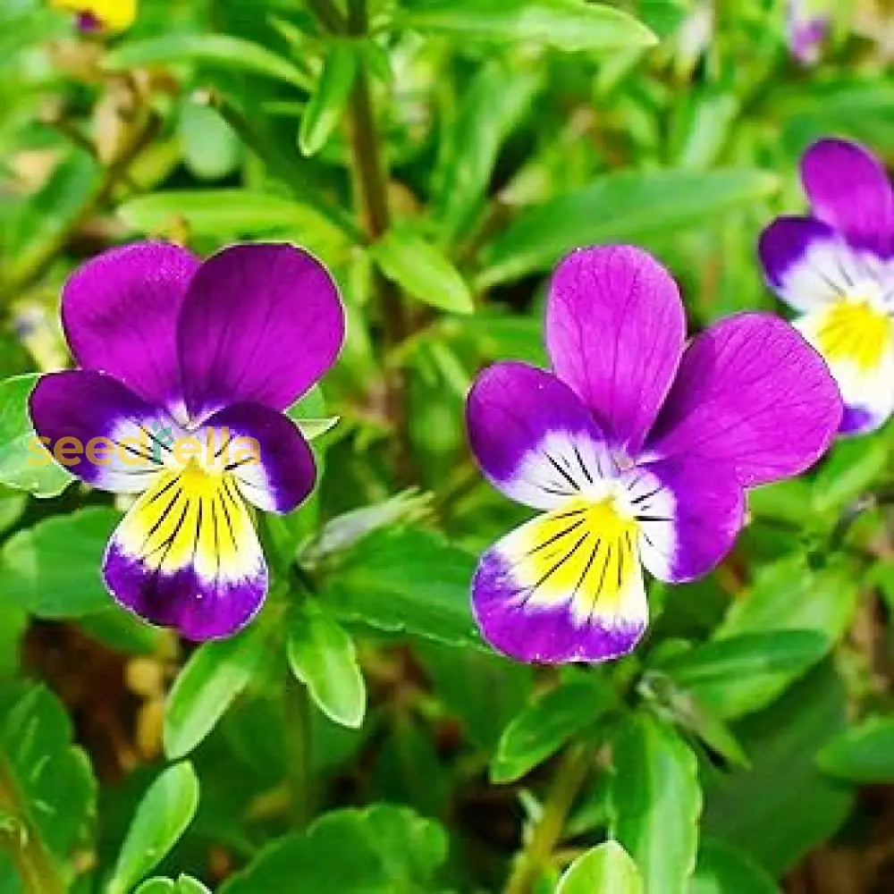 Wavy Viola Tricolor Flower Seeds: Vibrant Blossoms For A Colorful Garden Display Seeds